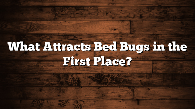 What Attracts Bed Bugs in the First Place?