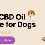 Benefits Of CBD Oil For Dogs: Unlocking the Potential of Cannabidiol